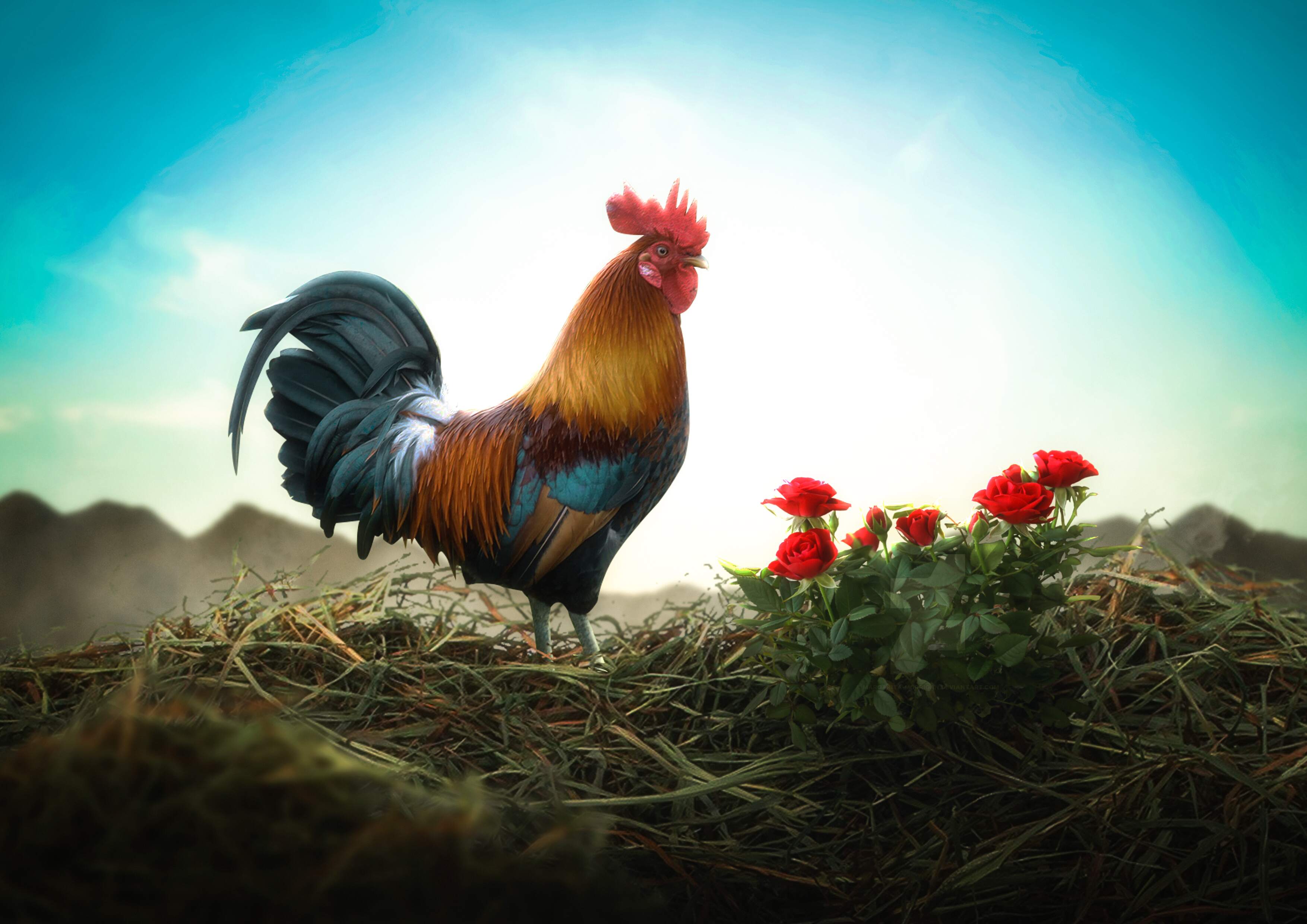chicken-manipliuastion